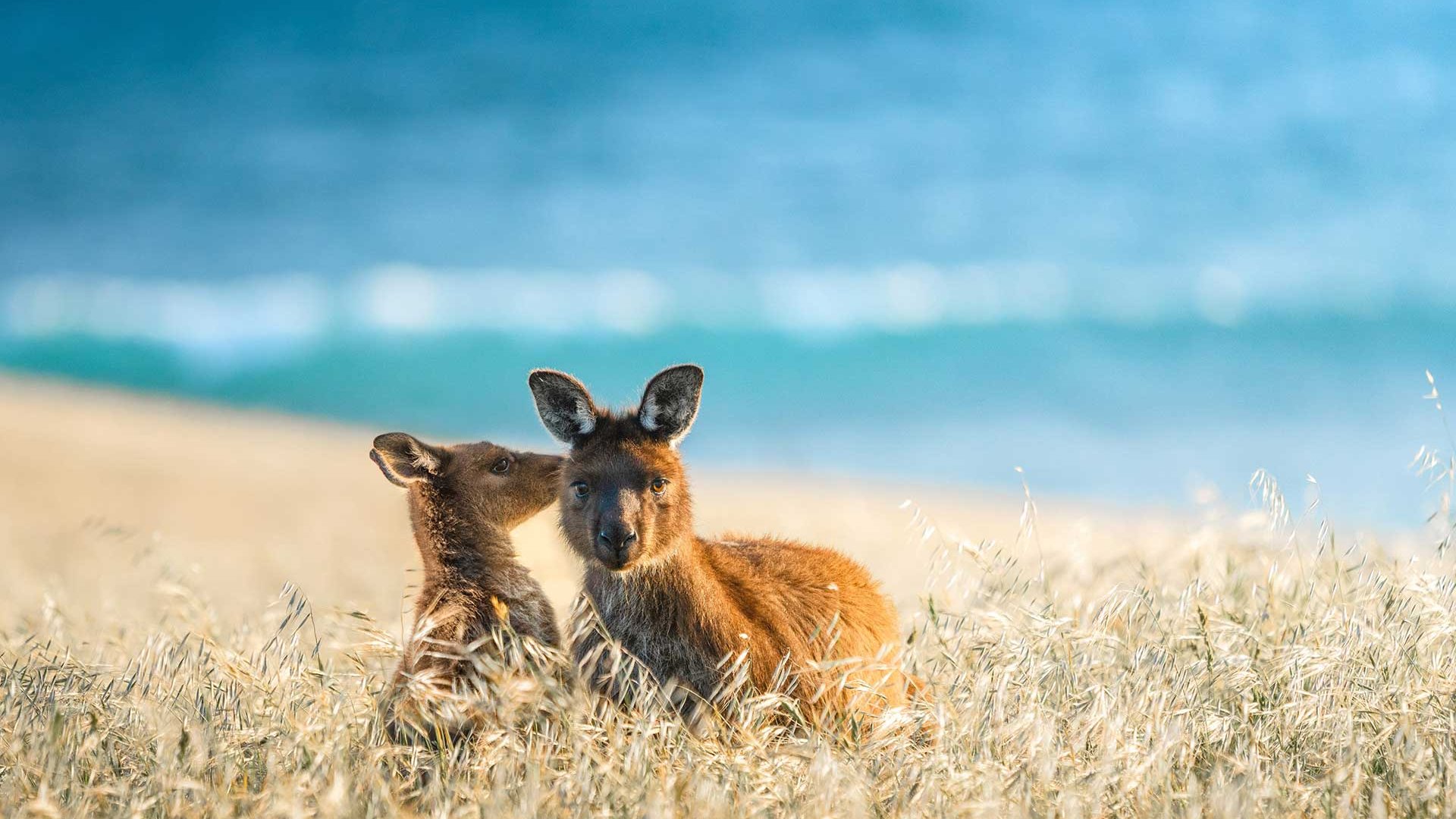 Wo das Glück in den kleinen Dingen liegt! ©South Australian Tourism Commission Südaustralien
