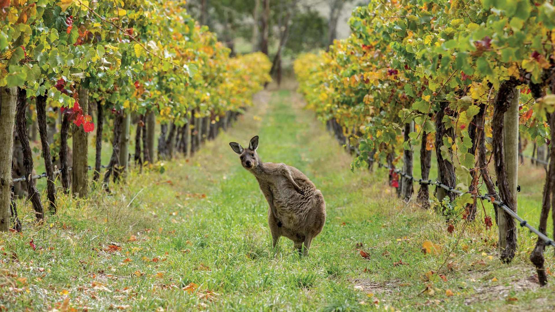 botg.de Australiens Tierwelt erleben