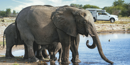 Elefanten im Makgadikgadi Pans Nationalpark, ©Guenter Guni