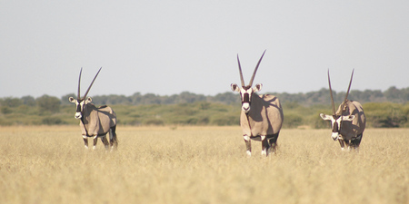 Oryx im Central Kalahari Game Reserve, ©bonodo