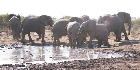 Elefanten am Wasserloch im im Central Kalahari Game Reserve , ©bonodo