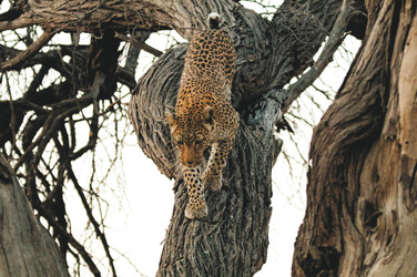 Leopard im Moremi Game Reserve, ©Jez Hollinshead