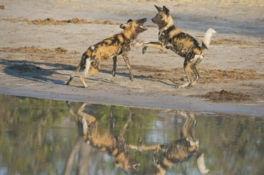 Wildhunde im Moremi Game Reserve, ©Bruce Taylor