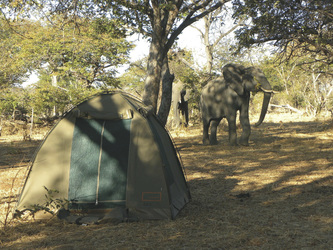 Camping im Moremi Wildreservat, ©Andre Lindsay