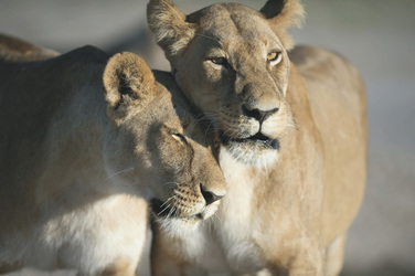 Löwen im Chobe Nationalpark, ©Bruce Taylor