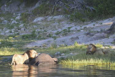 Löwen am Chobe Fluss