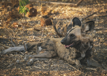 Wildhung im Linyanti Gebiet, ©African Bush Camps