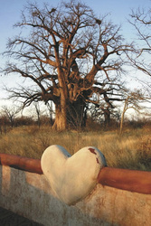 Riesiger Baobab Baum, ©Natural Selection