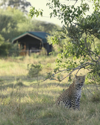 Leopard zu Besuch im Camp, ©Bush Ways