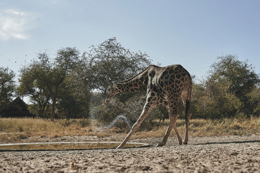 Trinkende Giraffe am Wasserloch, ©Bush Ways Safaris