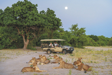 Löwenrudel im Chobe Nationalpark, ©Dana Allen www.photosafari-africa.com