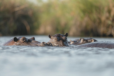 Nilpferde im Okavango Delta, ©Andrew Macdonald