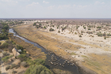 Leroo La Tau am Boteti Fluss, ©Desert & Delta Safaris