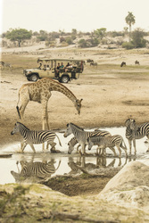 Pirschfahrt am Boteti Fluss, ©Desert & Delta Safaris