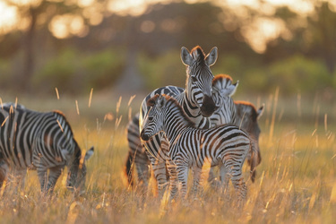 Tierbeobachtung im Moremi Wildreservat, ©Andrew Macdonald