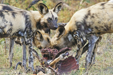 Wildhunde beim Fressen, ©Stuart Parker