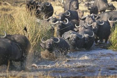 Büffelherde im Moremi Wildreservat, ©Andrew Macdonald