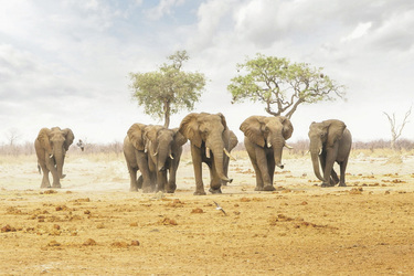 Elefantenherde in Savuti, ©Desert & Delta Safaris