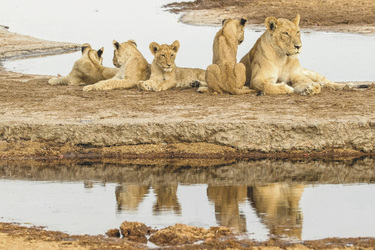 Löwen in der Savute Region, ©Desert & Delta Safaris