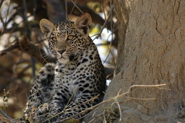 Leopardenbaby im Moremi Wildreservat