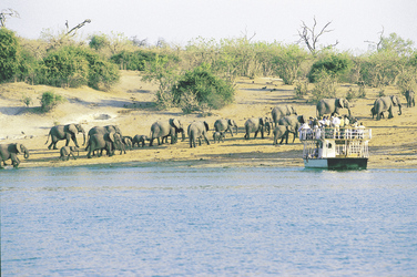 Bootssafari Chobe Fluss mit Elefantenherde