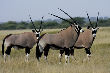 Oryx im Central Kalahari Game Reserve