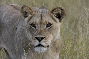 Löwin im Central Kalahari Game Reserve 