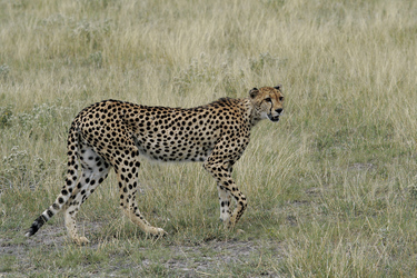 Gepard im im Central Kalahari Game Reserve 