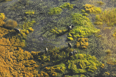 Okavango Delta, ©Bruce Taylor