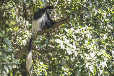 Ausflug in den Eburu Forest, ©Governors' Camp Collection