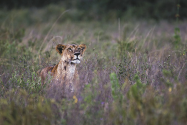 Löwin im Nakuru Nationalpark, ©Governors' Camp Collection