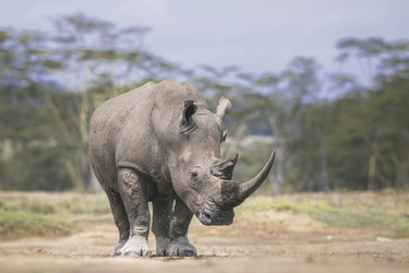 Im Nakuru Nationalpark