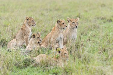 Löwen in der Masai Mara, ©Will Fortescue