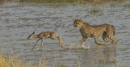 Gepard auf Jagd im Etosha Nationalpark, ©Ute von Ludwiger