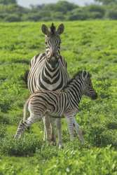 Zebras im grünen Etosha Nationalpark, ©Ute von Ludwiger