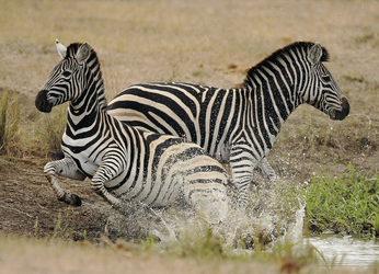 Im Sabi Sand Game Reserve