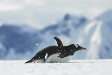 Rutschender Eselpinguin, ©G Adventures