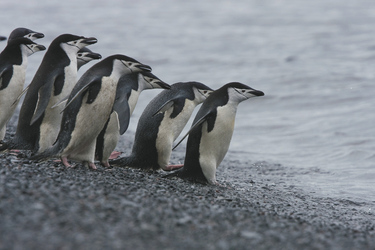 Zügelpinguine, ©Jan veen