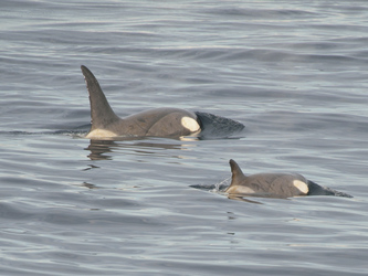 Orcas, ©Erwin Vermeulen