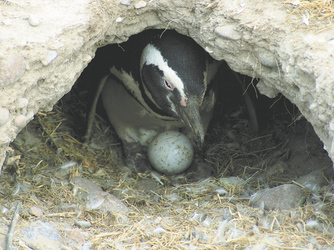 Pinguinnest in Punta Tombo