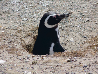 Pinguin auf der Halbinsel Valdes