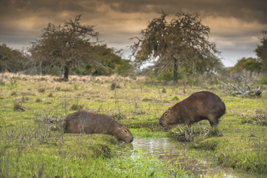 Capybara - Wasserschwein, ©Rafael Abuin