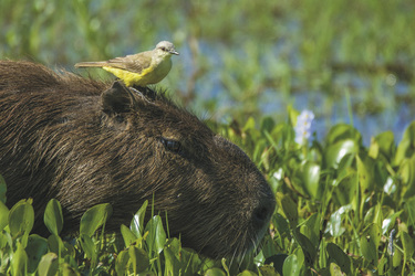 Capybara - Wasserschwein, ©Rafael Abuin