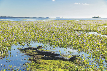 In den Ibera-Sümpfen, ©Florian Von der Fecht