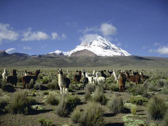 Sajama Nationalpark, ©Bolivia-Online