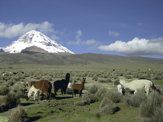 im Sajama Nationalpark