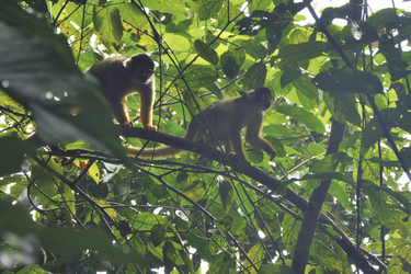 im Madidi Nationalpark, ©Creative Tours