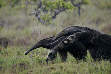 Ameisenbär im Pantanal