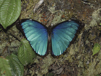 Blauer Morpho-Falter, ©Cristalino Jungle Lodge