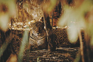 Jaguar, ©Felipe Castellari